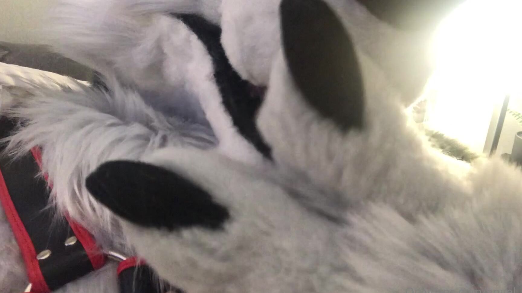 Angel Pups 354974615 Huffy Werewolf Hours 01 7B447Fda 3566 46Eb A249 3C246Eff8688