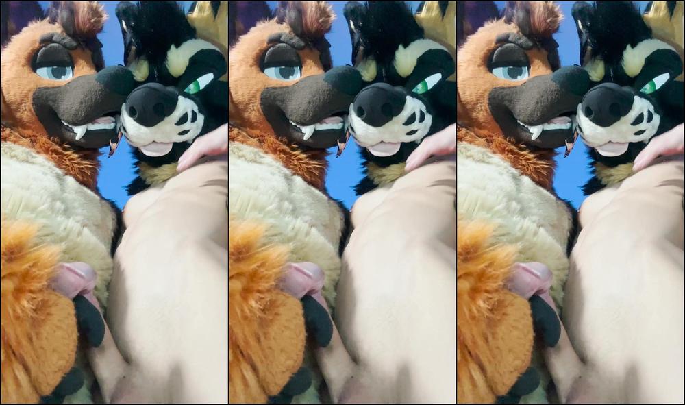 Palacewolf 617798986 Just Two Step Sheps Helping Each Other Out Full Video 01 951E565E 6Cf5 47Cd 9325 05Bd0244A79F