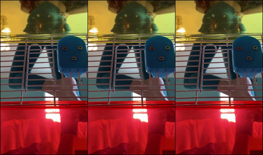 Goddesstalltasha 2234692912 09 30 2021 Hi My New Pet We Are Going To Have So Much Fun Together You Ll Live