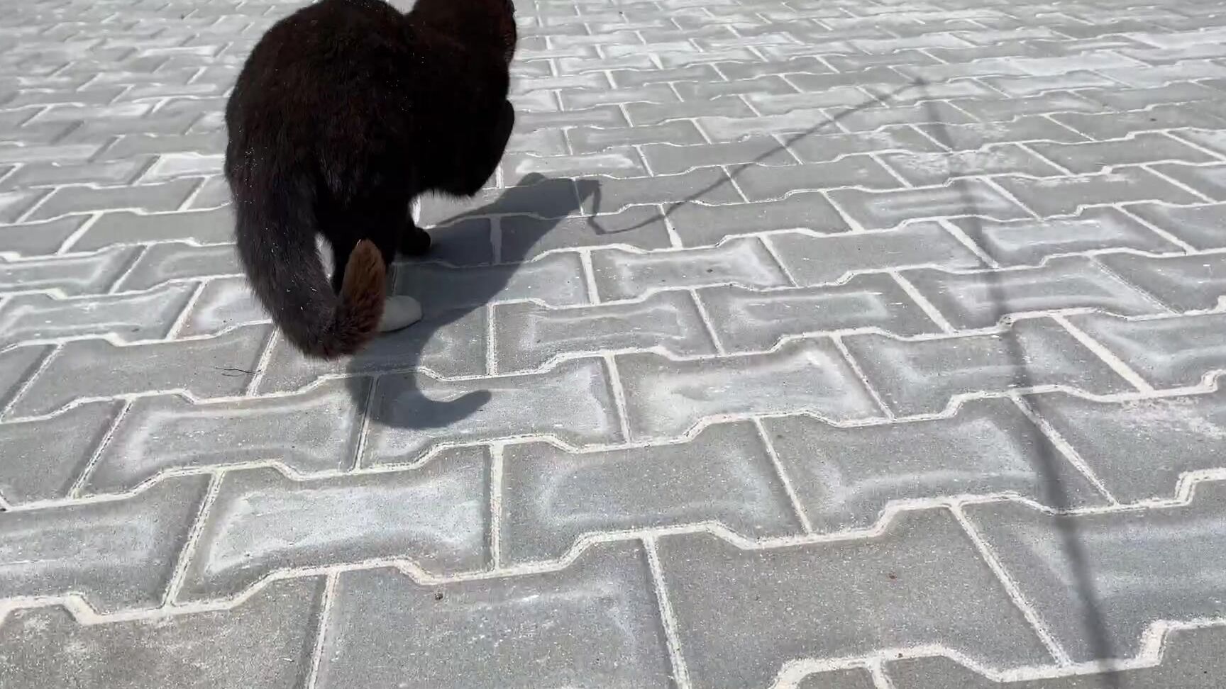 Angelwicky Furry Babies Chlupat Mimi Can T Believe How Fast