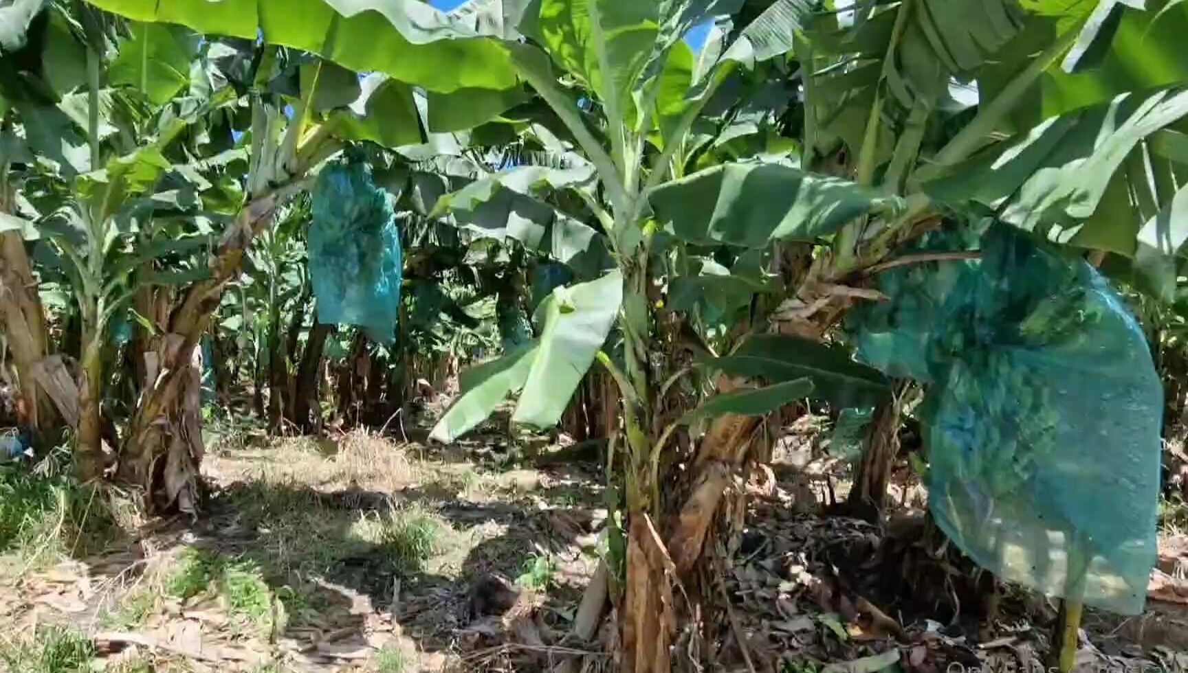 Travelling Peach 2888180995 05 29 2023 Endless And Endless Streams And This Was Only A Small Portion The Same Was On The