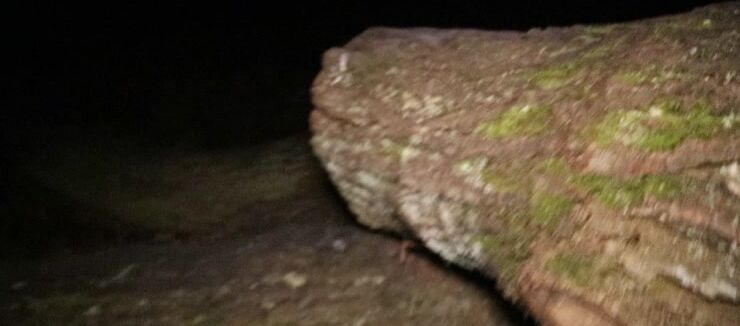 Blonde, Cumshots, Exhibitionism, Outdoor Public Blowjobs, Public Outdoor gangbang party girls xmas dogging adventure full version ManyVids