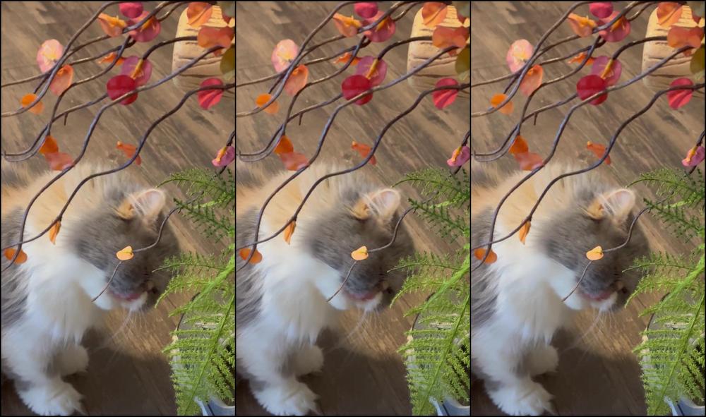 Hunnythorne 3122574104 12 12 2023 Yoooo I Did The Math Wrong Apparently Today Makes It 14 Days Until Christmas Lolol