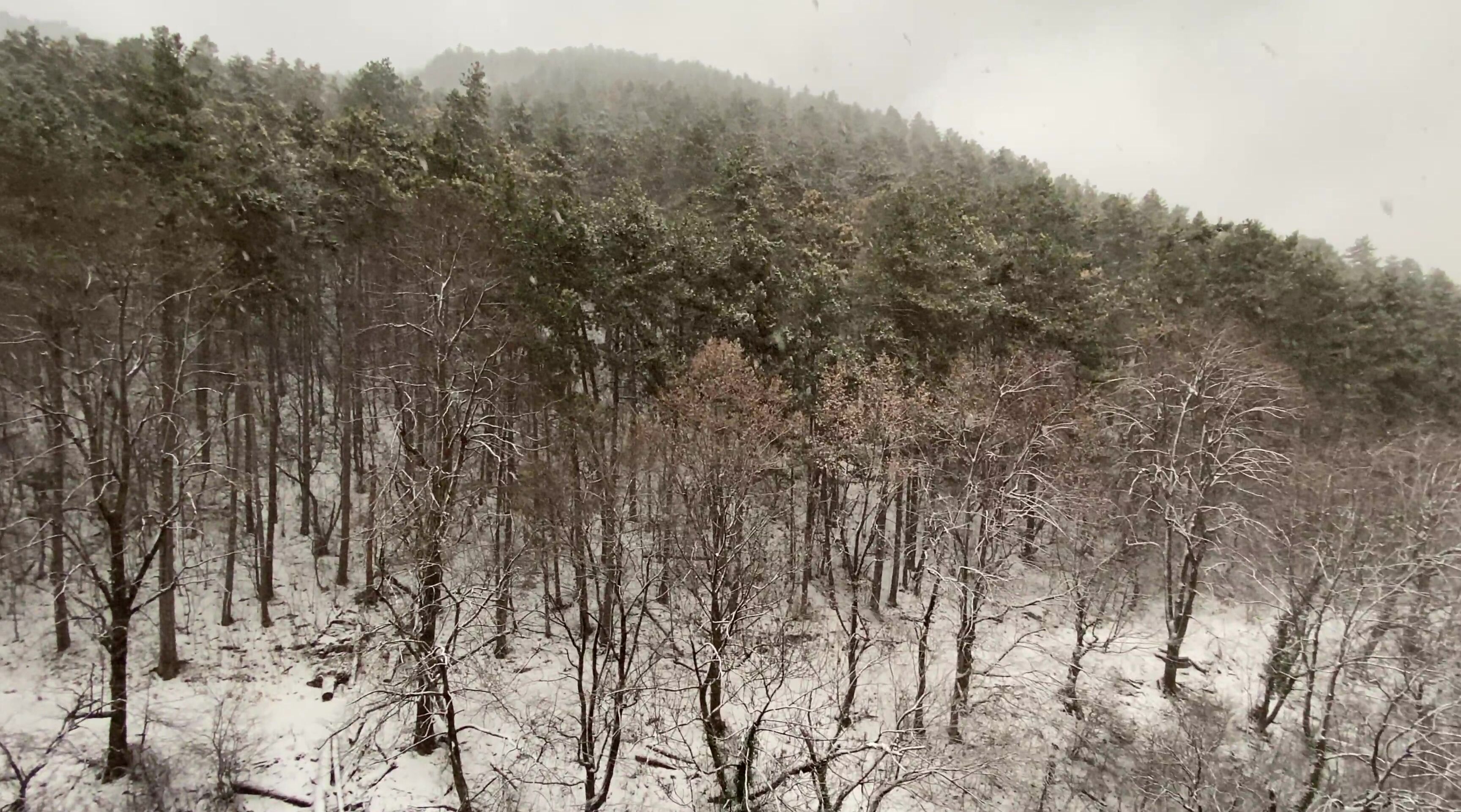 Anisyia 2020 01 05 118796543