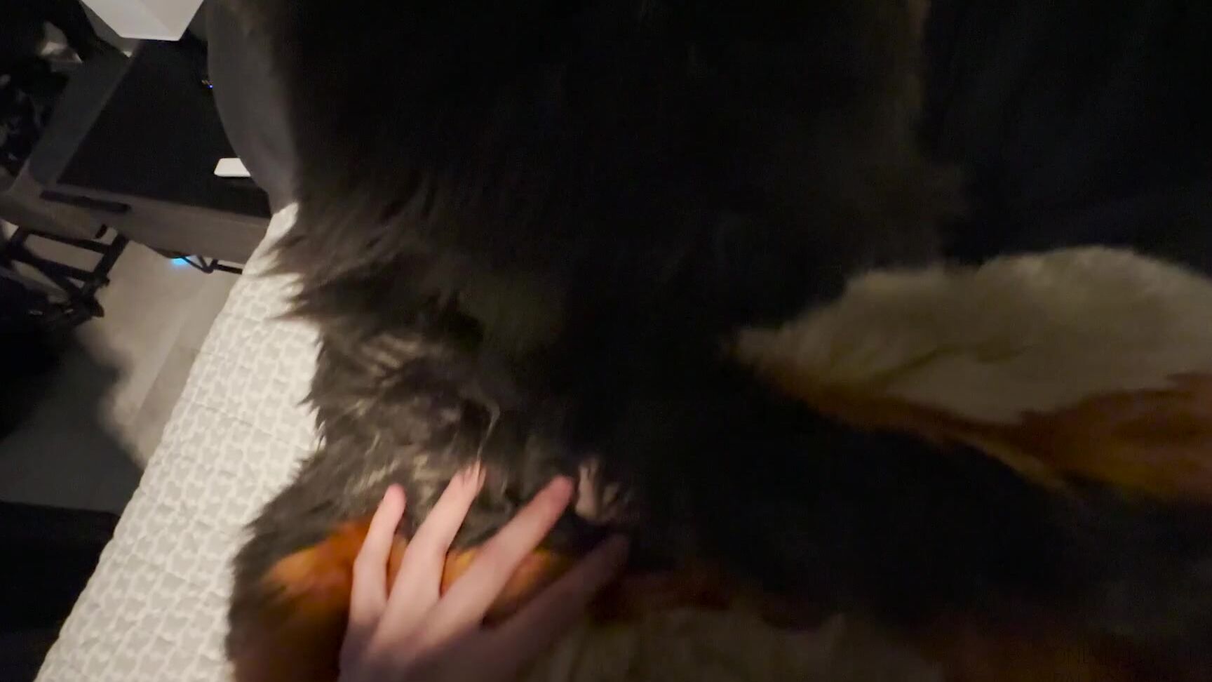 Palacewolf 540942446 Going To Pound Town On My Shep He Has Such A Nice Breed Abl 01 0Eca3950 8D82 48Ee 9F13 Be9413Bd00Cc