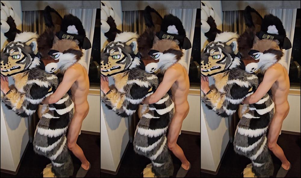 Palacewolf 905003677 Full Video Met This Japanese Tiger During My Trip To Japa 01 0Hm5Hqz433Ipp66Be7Z9X Source