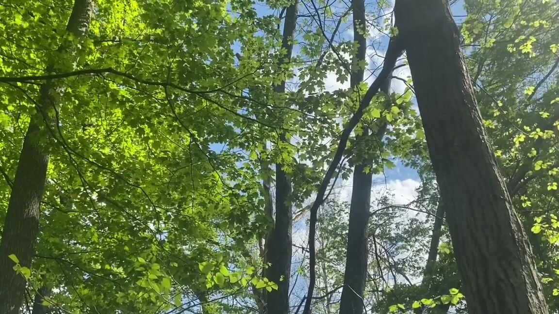 Rubberfoxx Walk In The Woods