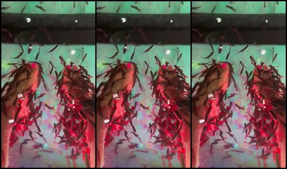 Dissatoes Onlyfans It Tickles Hahaha But It Feels Good First Time Doing This In Thailand 5