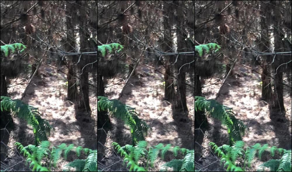 "SuzieLove212" nudity/naked, public nudity, public outdoor, voyeur, voyeur cams Voyeur Watching Me in the Woods manyvids