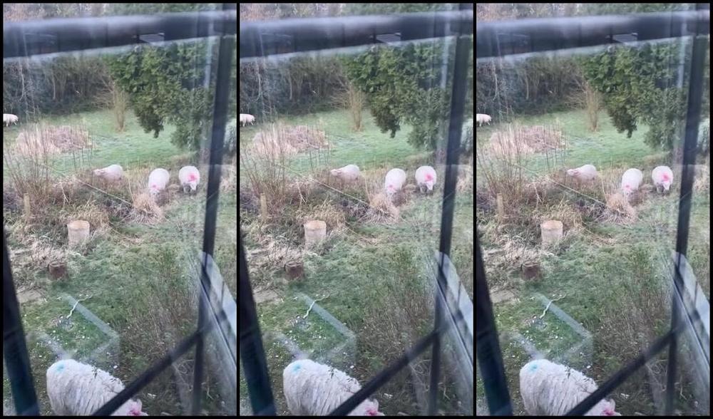 Ladydarkangeluk Onlyfans When You Wake Up To Have A Whole Load Of Sheep In Your Garden