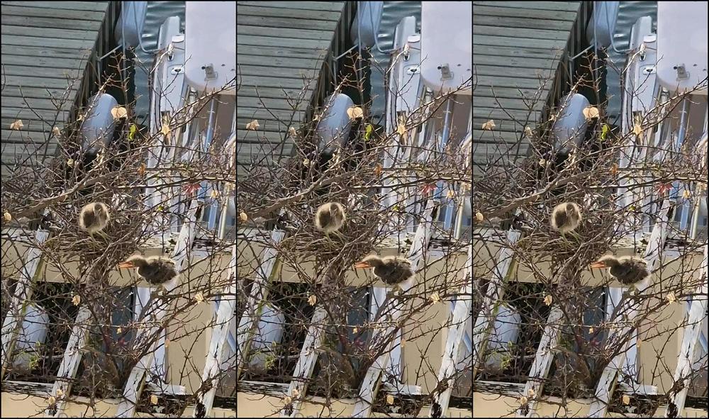 Travelling Peach 2779600407 02 18 2023 Did I Ever Actually Share These Little Guys With You I Ve Been Watching Them On