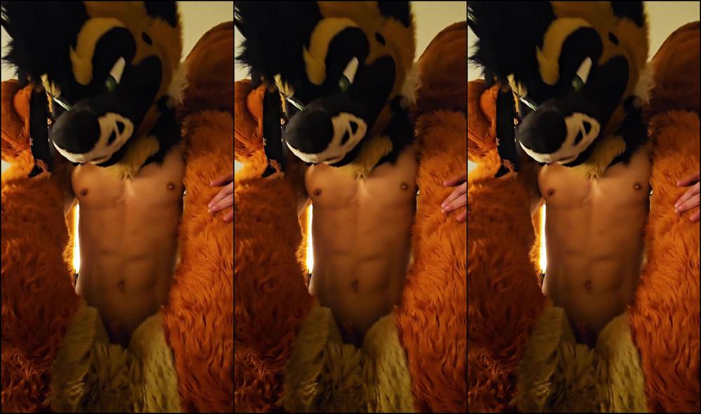 Palacewolf 643836615 Enjoy Close Ups How About A Close Up Of This Shep Making A 01 93F2683B 0D54 40B4 Bbb7 0Cef3E9Ff5D9