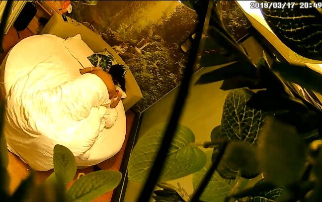 Asian Hacked Ipcam Ipc 01995