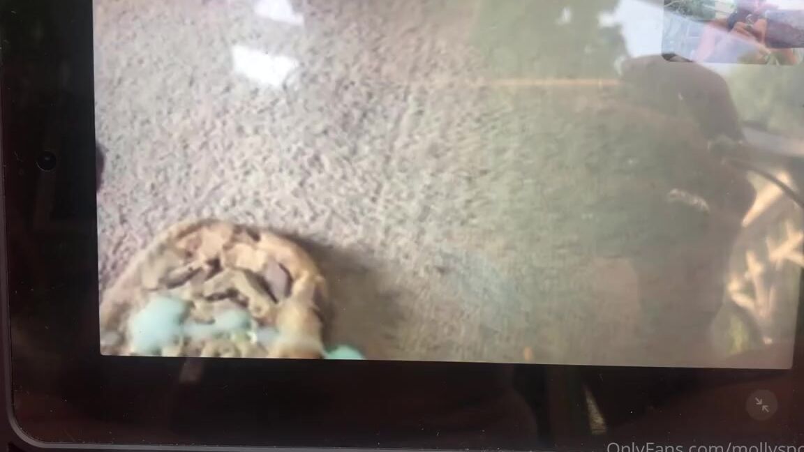 Mollyspoilme Nicknamed Mollyspoilme Onlyfans My Good Boy Tim Eating His Jizz Cookie On Skype For Me Today 5