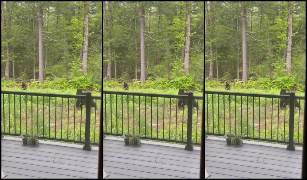 Longtoesally Nicknamed Longtoesally Stormy 06 03 2025 Onlyfans Video More Of The Bears Today