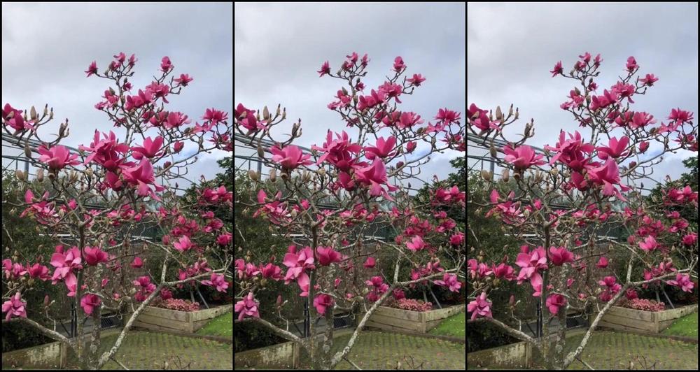 Asian, Boy Girl, GFE, Vlog jasmine greyxxx new zealand snaps ManyVids