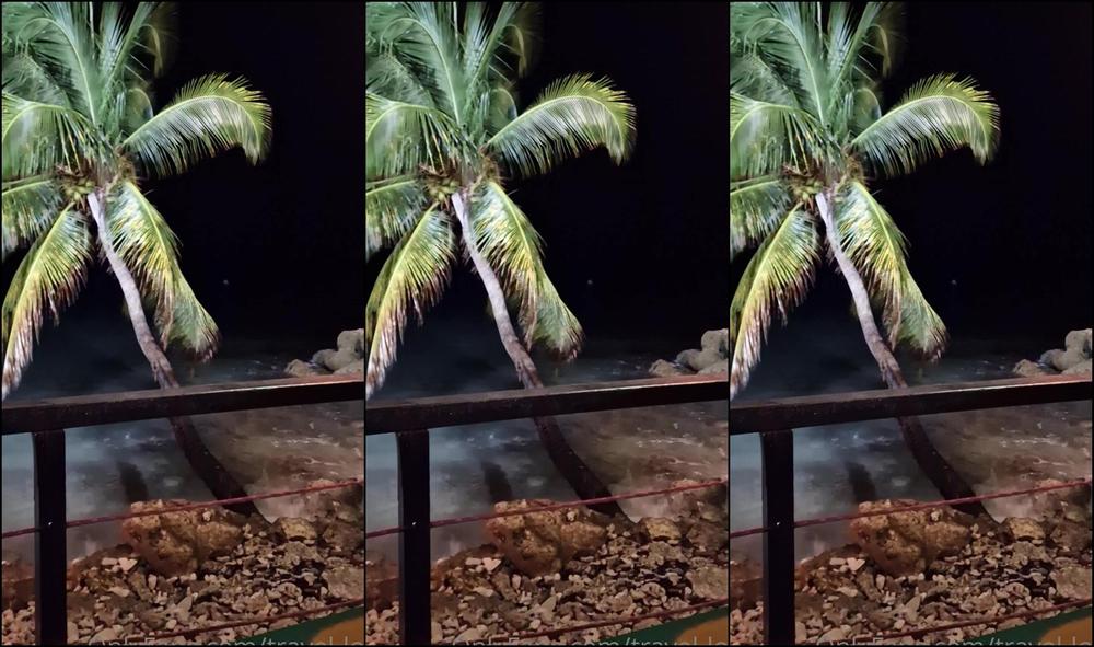 Travelling Peach 2830858246 04 07 2023 Remind Me Why I Temporarily Left The Uk Again