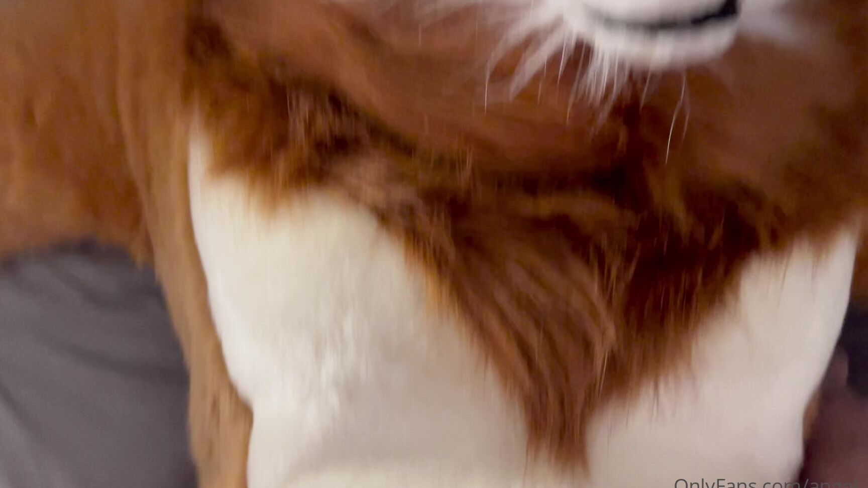 Angel Pups 253535344 01 252Dc5E3 8Bd0 443D 86F1 07C3Aae06Ef3