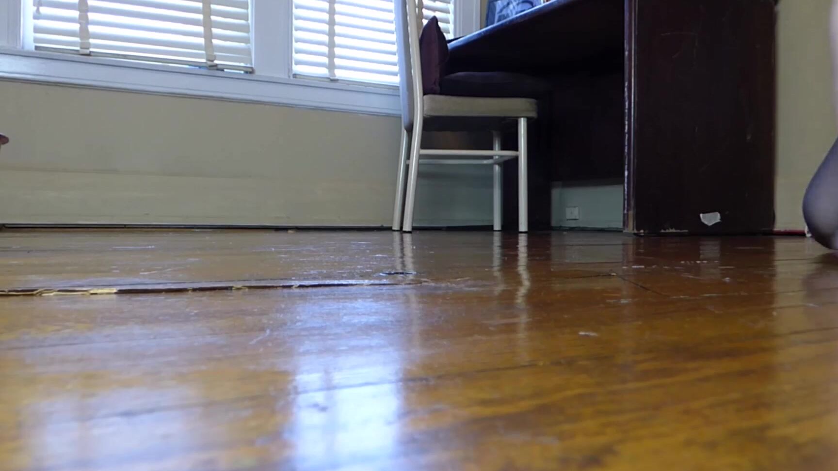 Canadiansammy Sammy The Secretary