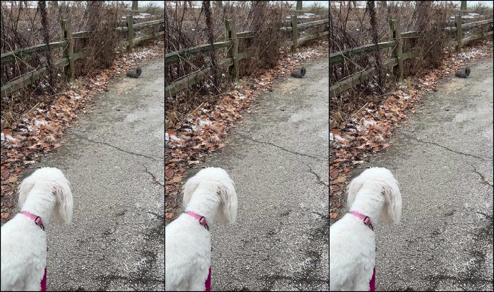 Peachdumpling1 0Hwugpgx0Wzps543Gefvc Source