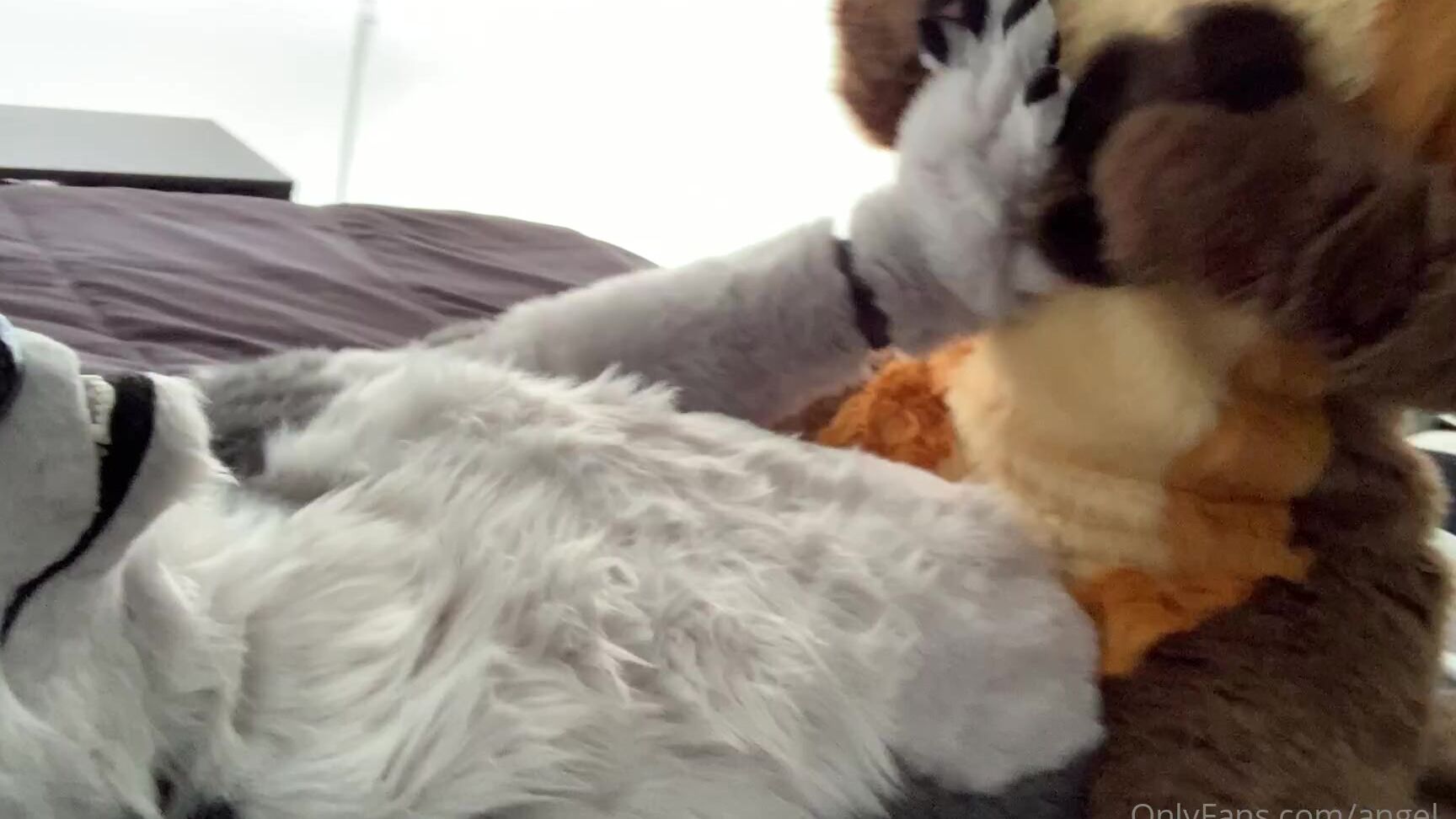 Angel Pups 210427620 New Video In The Works 01 Ab679909 2825 4378 8F48 53D41Ceead5C