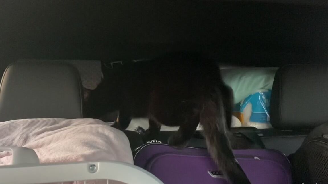 Cumkitten Yall I Made It I M Finally In My New Apartment Woot Woot The Drive Was Actually