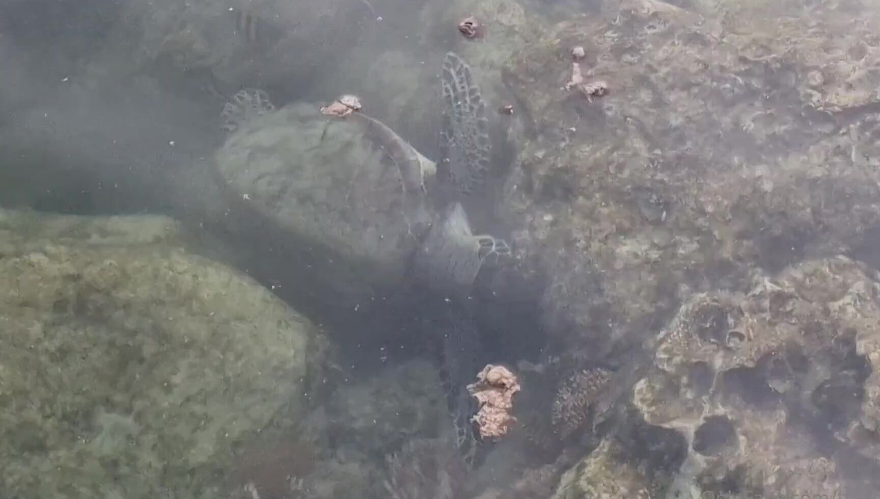 Travelling Peach 3012052355 09 11 2023 Awww So Peaceful And Lovely To Watch Why Is Their A Tortoise And Not A