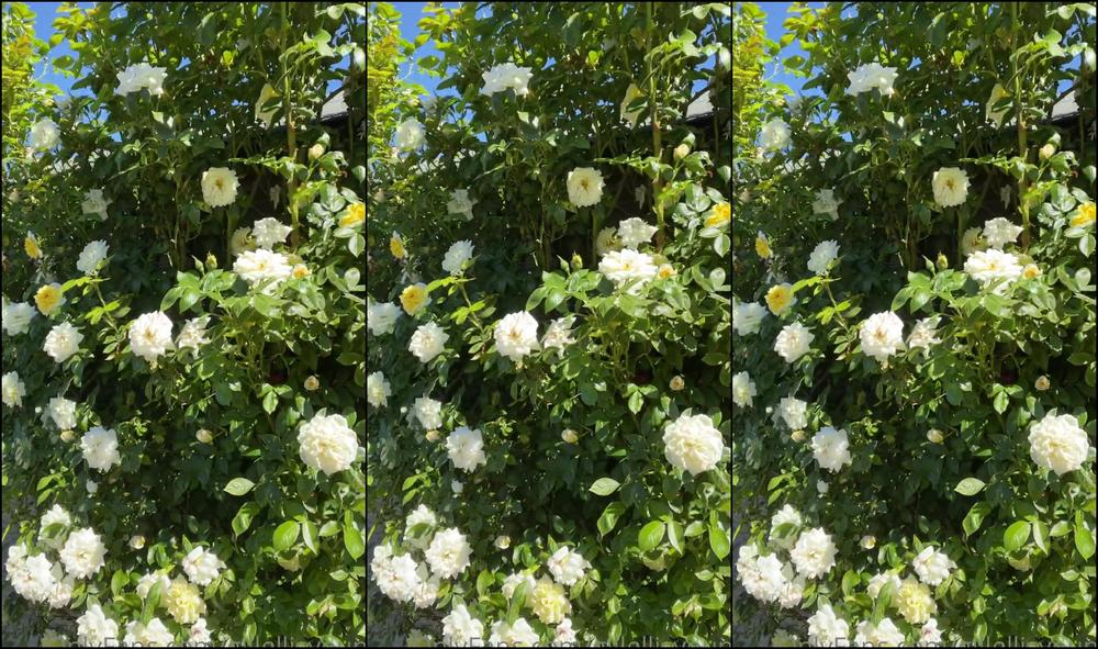 Gillellisyoung Me And My Garden Im A Rose Junkie