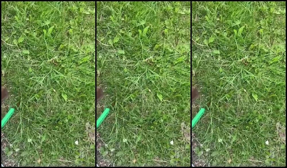 Vivienne L Amour Aka Vlproductionsuk Onlyfans My Dogs This Morning 2