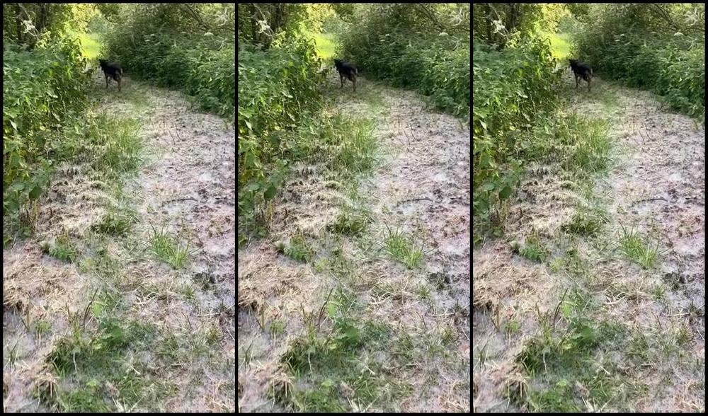 Vivienne L Amour Aka Vlproductionsuk Onlyfans Join Me On A Glorious Walk By The River I Have Some Tasks For You 4