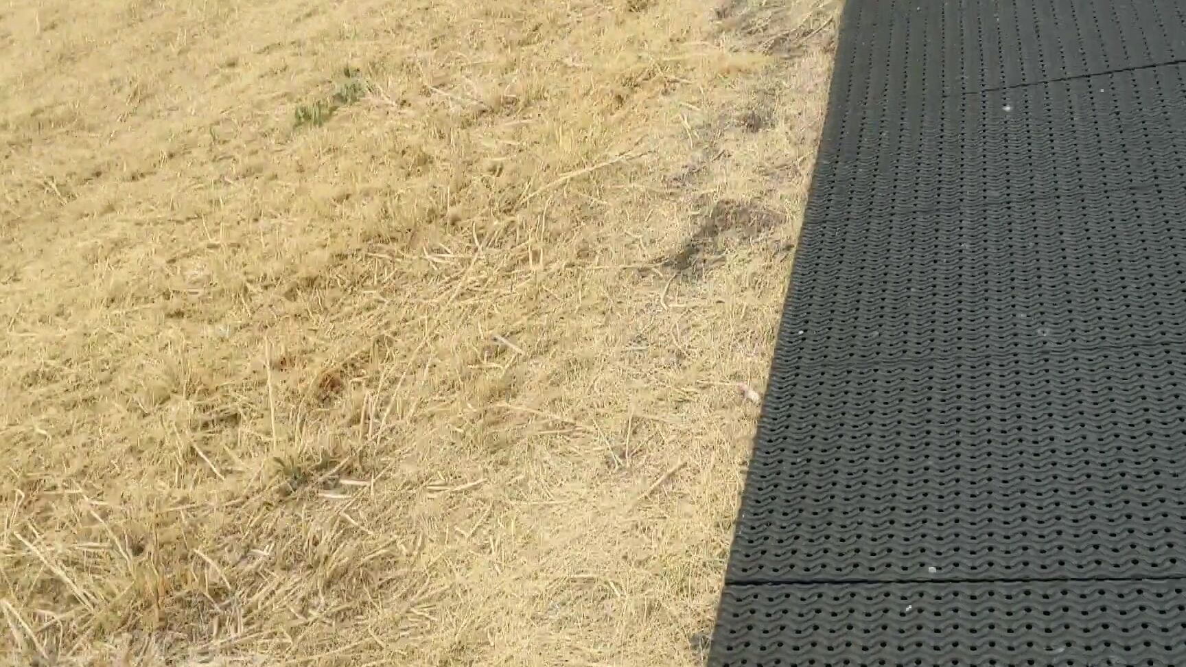 69, Asian, Blowjob, Close-Ups busterandkitten made him pull over so i could suck him ManyVids