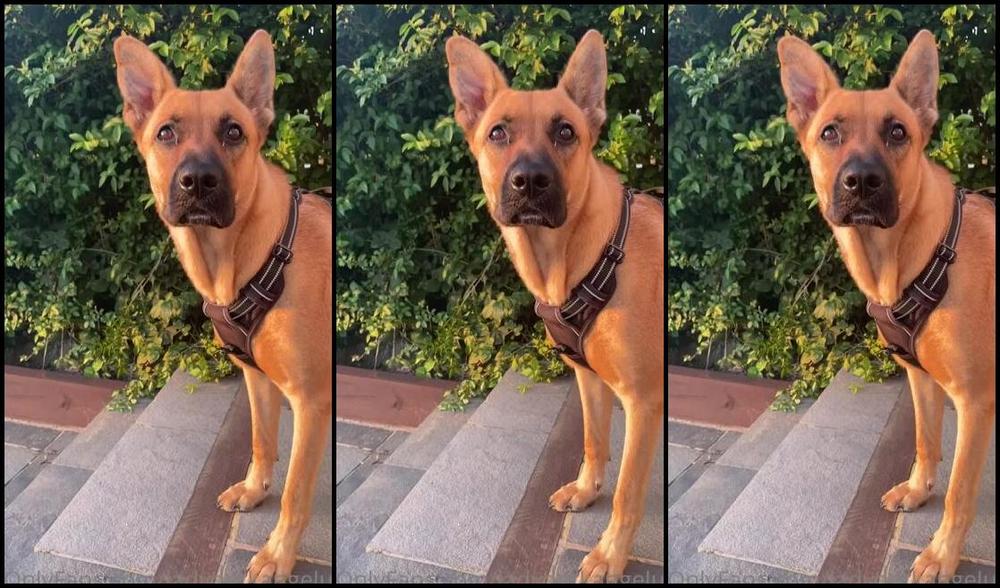 Ladydarkangeluk Onlyfans Me And Puppy Watching The Sun Go Down