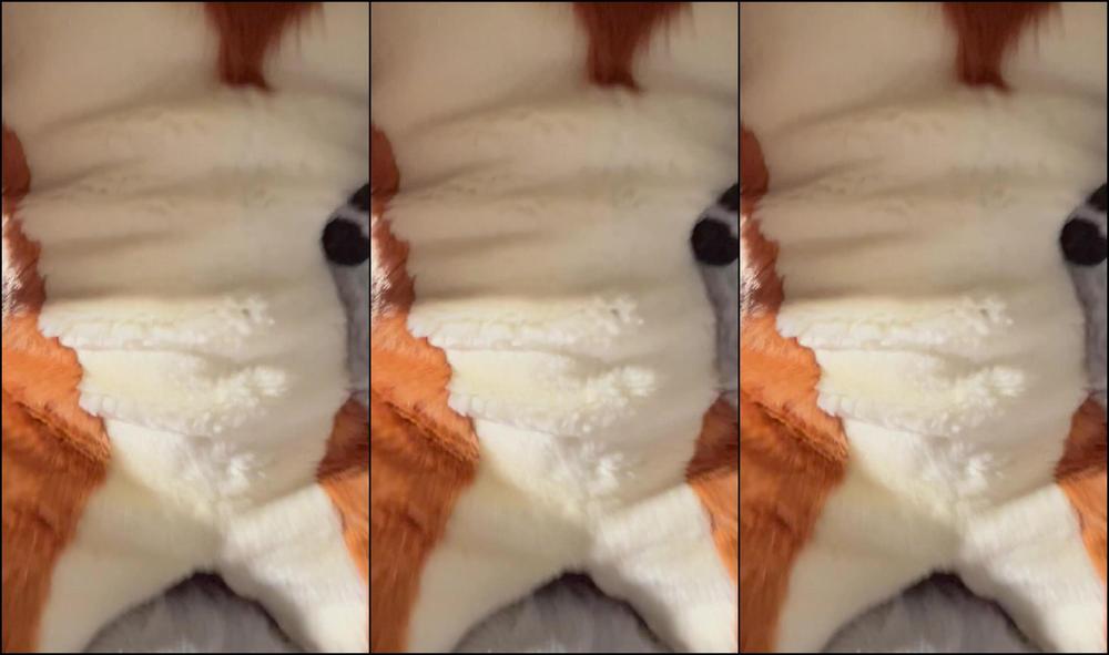 Angel Pups 763419248 I Was Such A Needy Girl Tonight 01 5C525726 7272 42Da 9C11 6B7Ee440Dd15