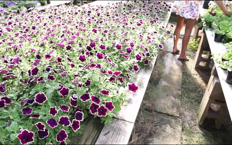 Blonde, Exhibitionism, Flashing, Public Flashing hollyhotwife flashing at the garden center ManyVids