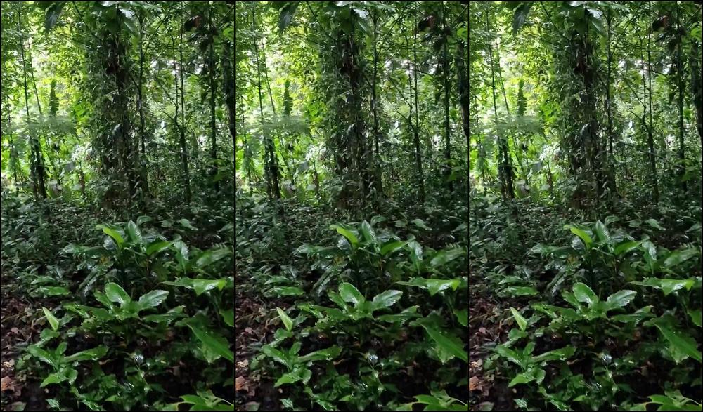 Travelling Peach 3433667352 08 08 2024 I Spent Two Days In The Jungle I Ve Always Wanted To Sleep In A Tree House