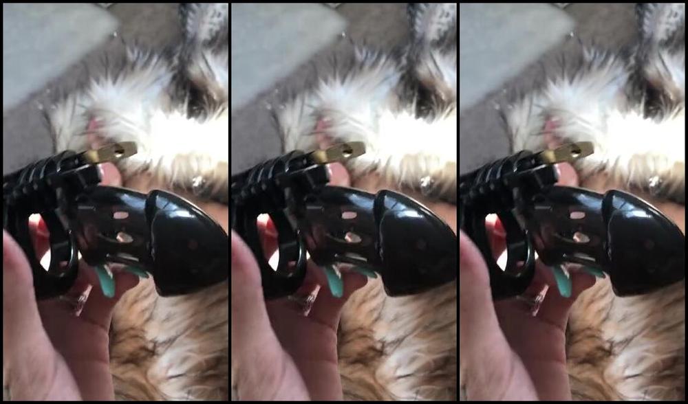 Princess Chelsea Aka Bowdown2Chelsea Onlyfans Surprise Chastity Do Exactly As Daddy Says