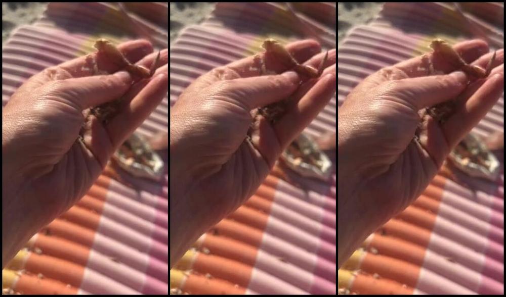 Goddesssevera Onlyfans A Little Crushing Action With My Big Strong Hands