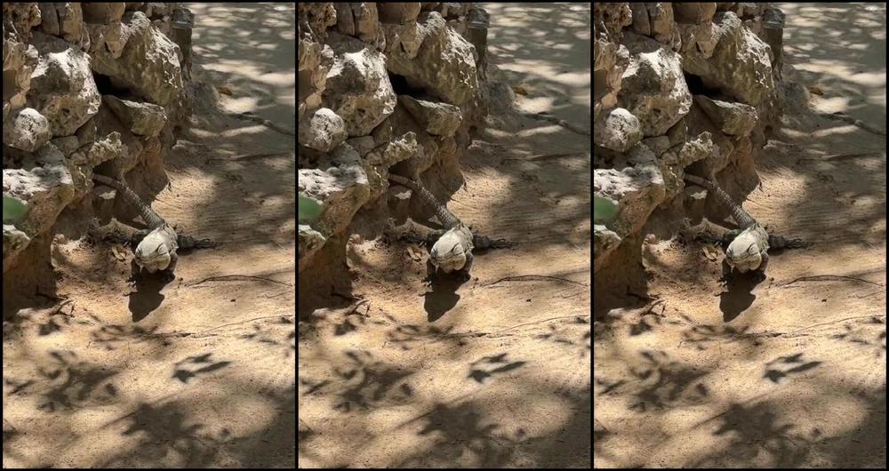 "Trip For Fuck" Beach, Vacation, Travel Vlog, Vlog, Bikini, Underwater, Paradise, Island, Hammock, Solo Masturbation, Solo Girl, Public Masturbation, Shower, Close Up Pussy, Popsicle, Public Nudity, Suggest Trip For Fuck Nympho beach babe can t stop 