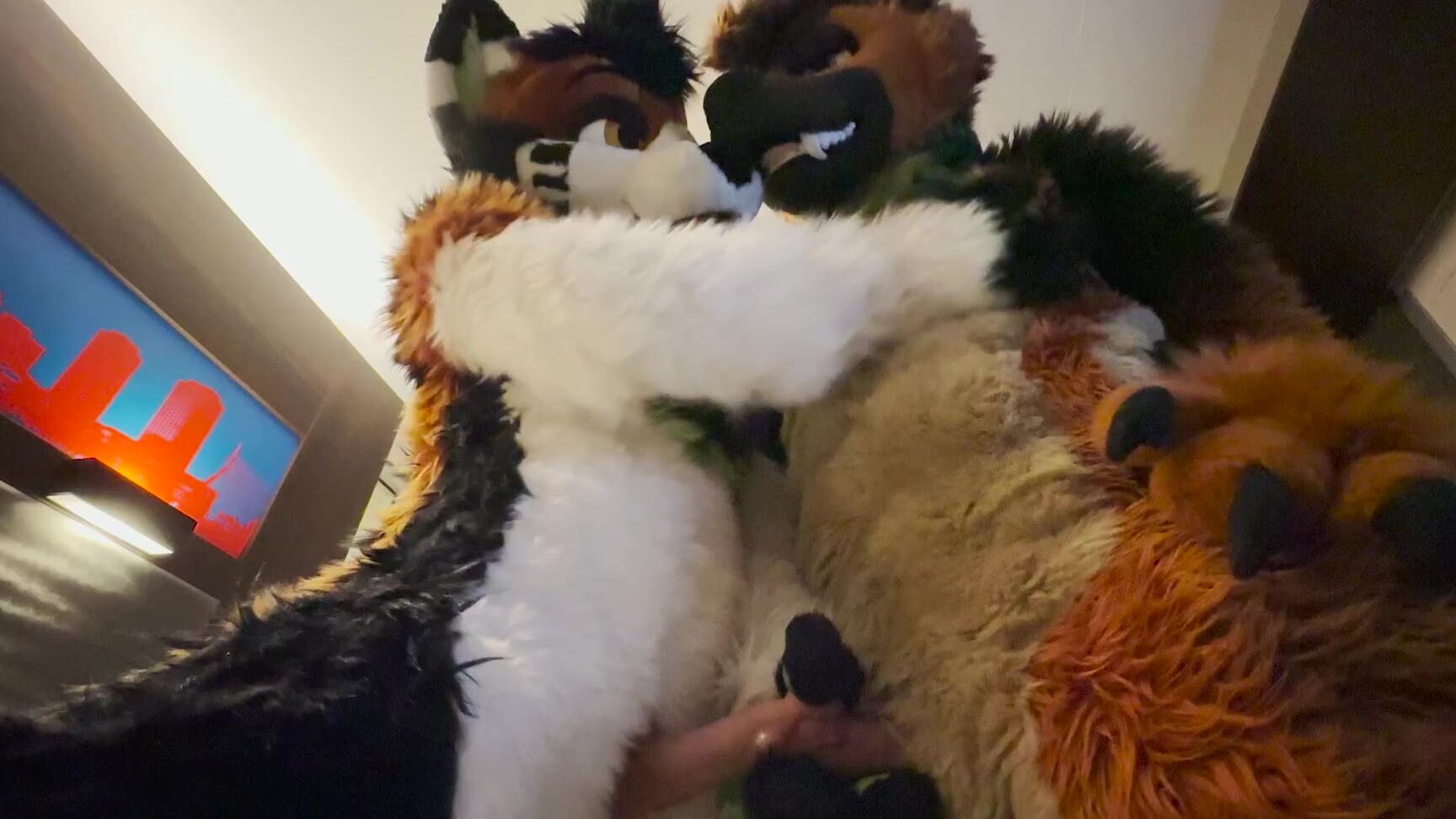 Palacewolf 529939296 Ringer Gave This Husky A Very Good Birthday Present Full 01 4Eab4D70 A645 4210 B7Fe B6951Fac9Cd9