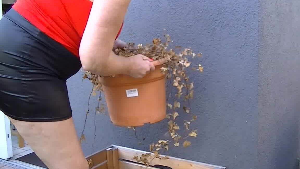 World Of Angel Eyes Gardening