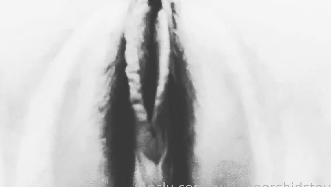 Autumn Orchid 400466485811617792