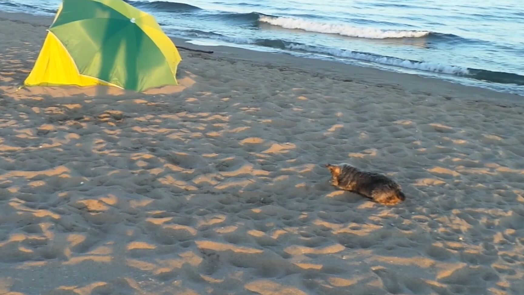 I Miss So Much The Summer And The Beach