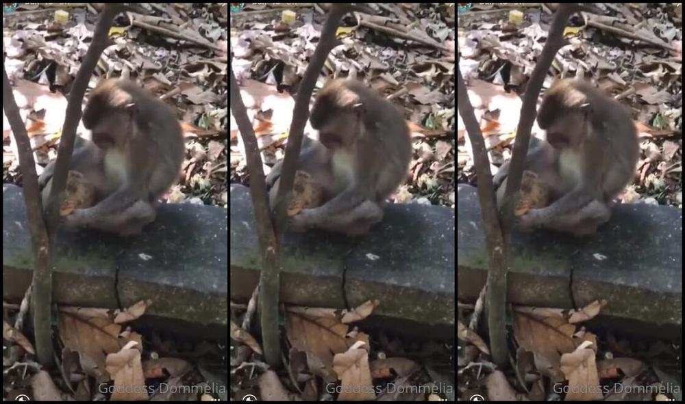 Goddessdommelia Min Video Full Instagram Story Compilation From My Holiday To Bali See What Only My