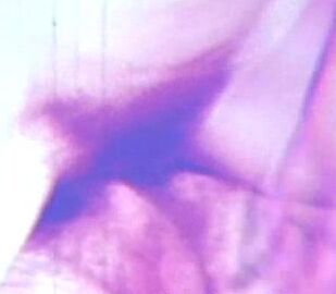 "Ann Rag, Cummings Price, Diamond Foxy, Andy Rag, Kyle Bang, Rick Bash" Handjobs, Facial Cumshots Let's Lick Dick Historic Erotica