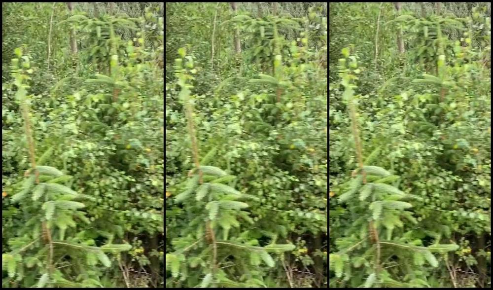 Vivienne L Amour Aka Vlproductionsuk Onlyfans Real Equestrian Mistress I Had A Huge Ex Hunting Horse On Friday He Was Amazing I Loved His Hu 3