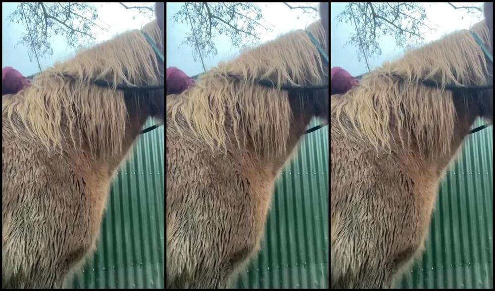 Equestrian Queen Sasja Luna Nicknamed Queensasjaluna 01 06 2024 Onlyfans Video Enjoy My Ass In Tight Riding Breeches And Dirty Dressage Boots