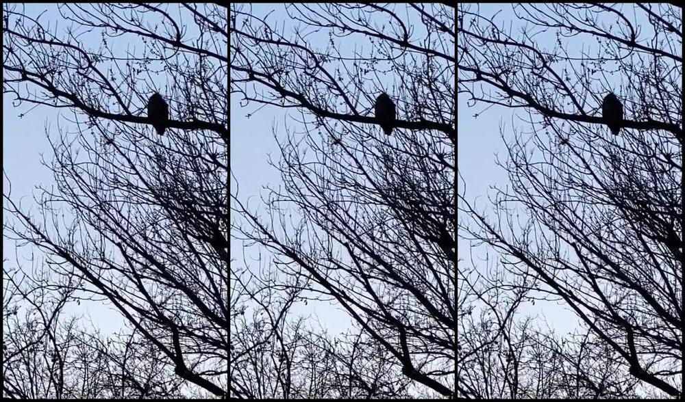 Gaptoothgirl Nicknamed Gaptoothgirl 02 28 2023 Onlyfans Video I Went Walking Today And I Saw An Owl