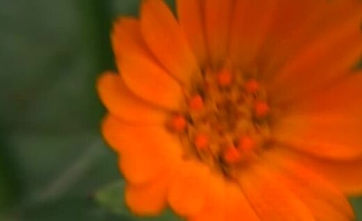 "Dora Venter (Laura), Conrad Son (Ricardo), Black Widow as Carol Fonda (Eva), Lucrecia Bianchi (Carolina), Christina Bella (Sylvia)" Feature, erotic Laura Esta Sola Conrad Son Company