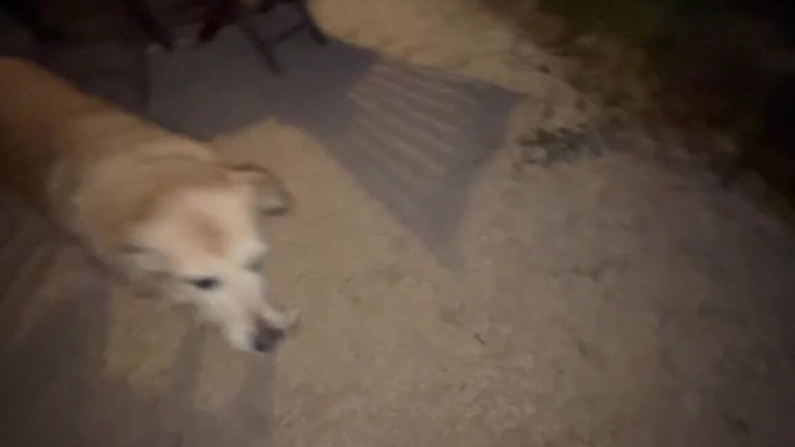 P0Rnellia Nicknamed P0Rnellia 05 03 2024 Onlyfans Video Took A Pretty Girl To The Night Forest To Fuck Her Face