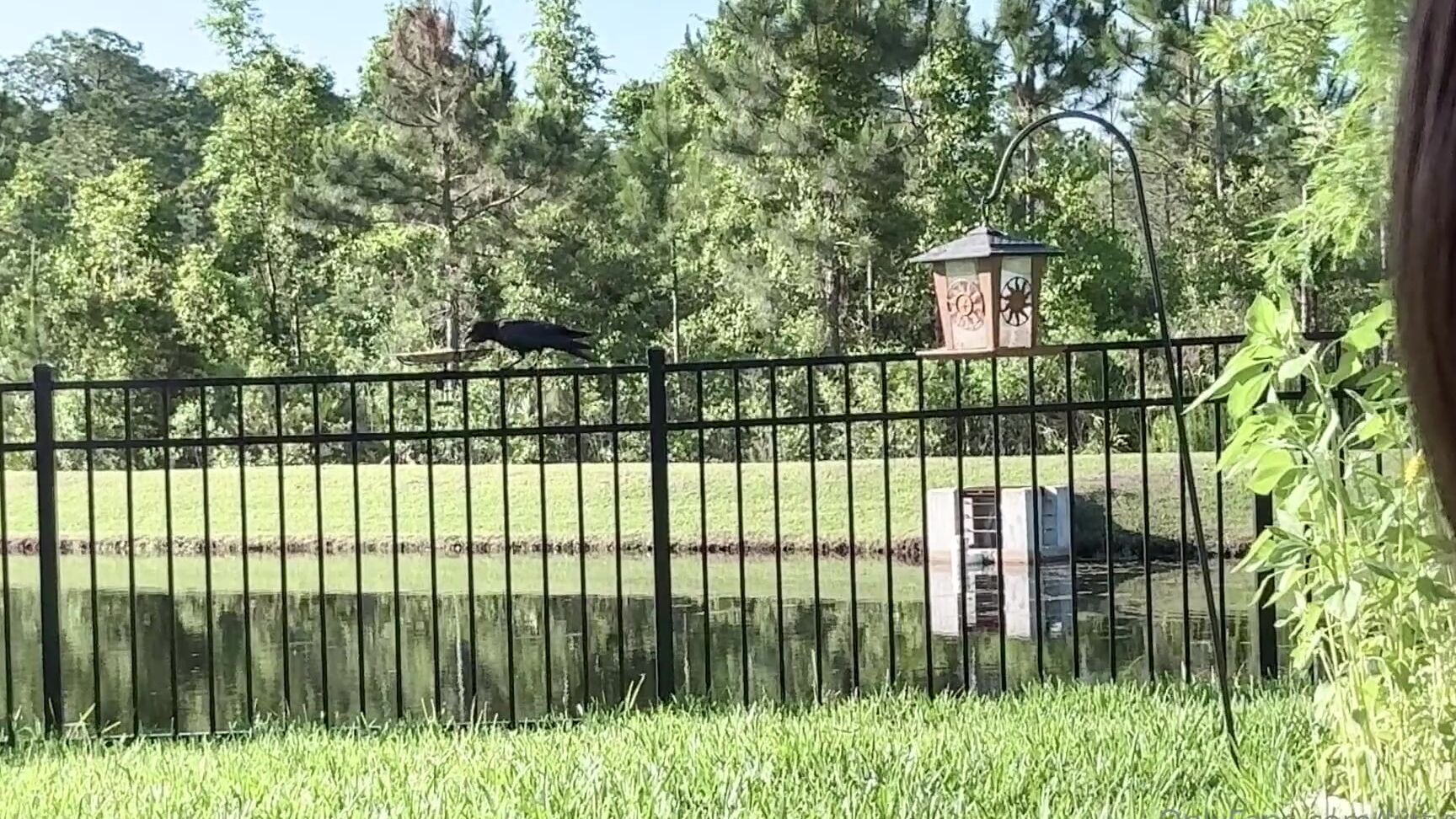 Kitty Kum Nicknamed Kittyxkum 05 16 2024 Onlyfans Video You Guysssss Random Post Butttttttt Ignore The Overgrown Grass